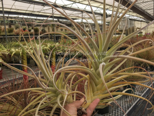 Tillandsia purpurea (giant clone)