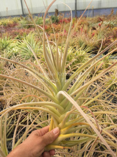 Tillandsia purpurea (giant clone)