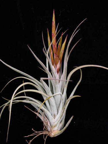 Tillandsia Queen's Marvel - (Tillandsia concolor X pueblensis)