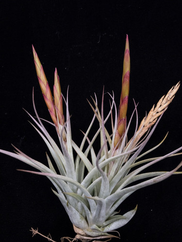 Tillandsia Queen's Marvel - (Tillandsia concolor X pueblensis)
