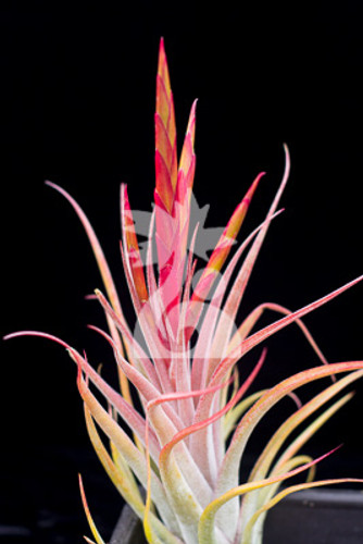 Tillandsia Queen's Marvel - (Tillandsia concolor X pueblensis)