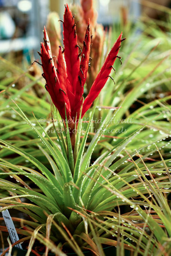 Tillandsia Mayan Princess (T. rhomboidea x fasciculata 'Percal')