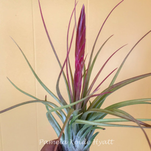 Tillandsia Bayonet - (T. chiapensis x tricolor)