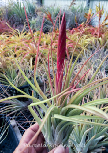 Tillandsia Bayonet - (T. chiapensis x tricolor)