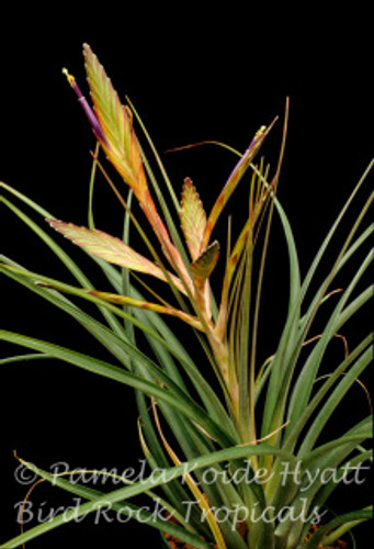 Tillandsia Oeseriana - (Tillandsia flabellata X T. tricolor)