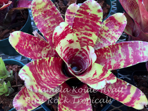 Neoregelia 'Screaming Tiger' (Neo. tricolor X N. ampulacea)