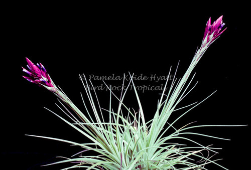 Tillandsia floribunda (Ecuador)