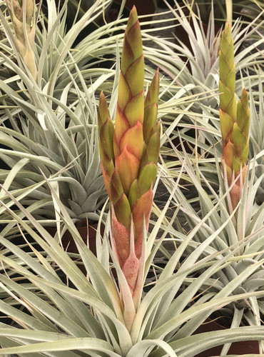 Tillandsia Chevalieri x T. fasciculata v. densispica
