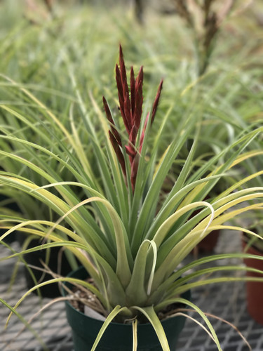 Tillandsia Latas au Pair (T. flabellata X fasciculata)