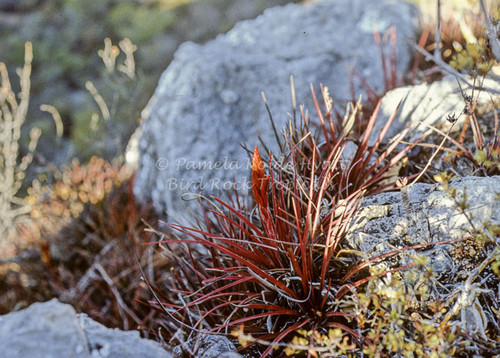 Tillandsia rodrigueziana aff. (red form)