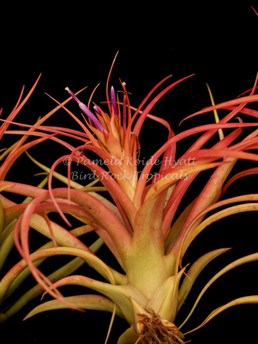 Tillandsia Peachy Keen - (T. concolor X T. capitata 'Mexico Peach')