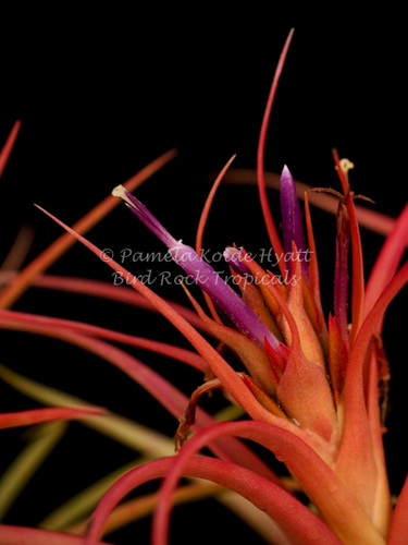 Tillandsia Peachy Keen - (T. concolor X T. capitata 'Mexico Peach')