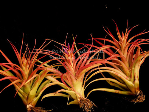 Tillandsia Peachy Keen - (T. concolor X T. capitata 'Mexico Peach')