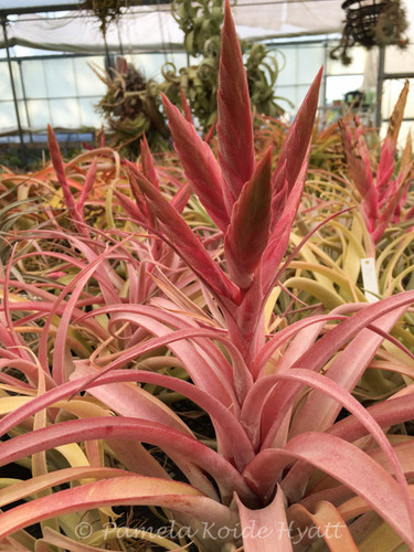 Tillandsia Majestic Rose - (T. chiapensis x concolor)