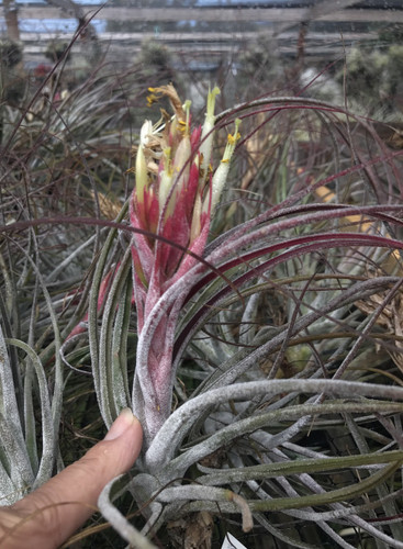 Tillandsia Bochil - (T. seleriana X schiedeana)