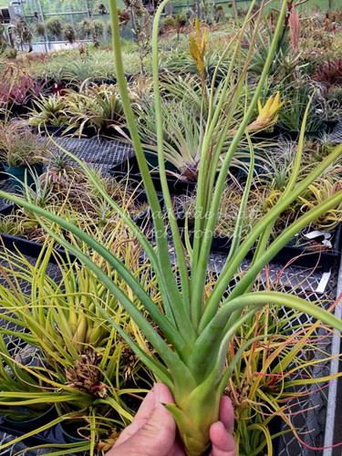 Tillandsia Queen's Dazzle - (T. bulbosa X concolor)