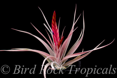 Tillandsia Flaming Spears - (T. concolor X chiapensis)