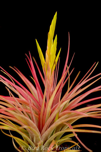 Tillandsia Aztec Fire - (T. schatzlii X kuzmae)