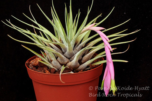 Tillandsia limonensis