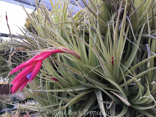 Tillandsia Andean Jewel - (T. aeranthos X cacticola 'Splendid')