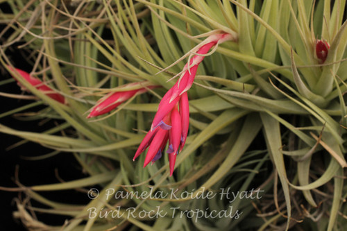 Tillandsia Andean Jewel - (T. aeranthos X cacticola 'Splendid')