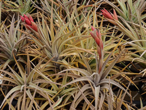 Tillandsia Chameleon- (T. neglecta X ixioides)