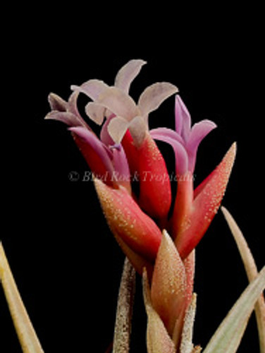 Tillandsia Chameleon- (T. neglecta X ixioides)