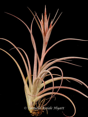 Tillandsia durangensis X capitata v. domingensis