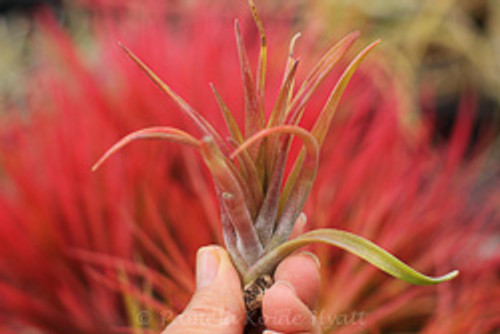 Tillandsia Edmund Campeon - (T. brachycaulos X schatzlii)