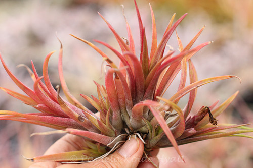 Tillandsia Edmund Campeon - (T. brachycaulos X schatzlii)