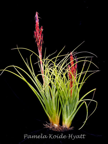 Tillandsia Jubilee