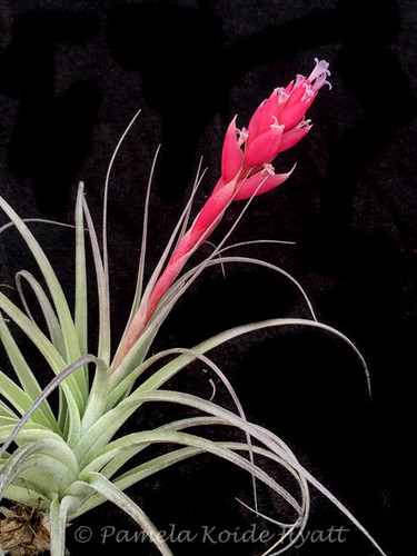 Tillandsia minasgeraisensis x meridionalis (now, recurvifolia)