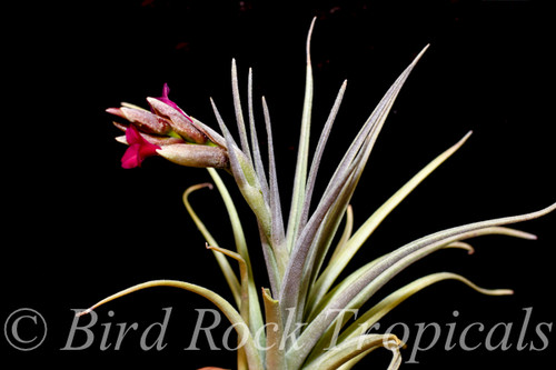 Tillandsia Mystic Flame - (T. albertiana x ixioides)