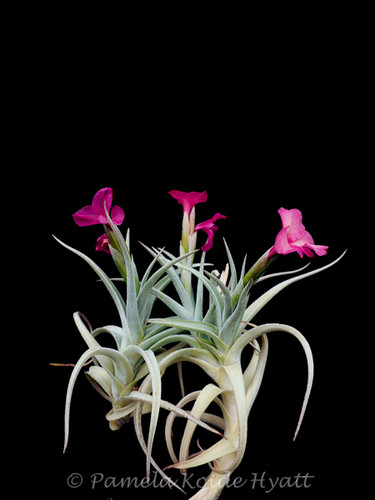 Tillandsia Mystic Rainbow Pink - (T. albertiana x arequitae)