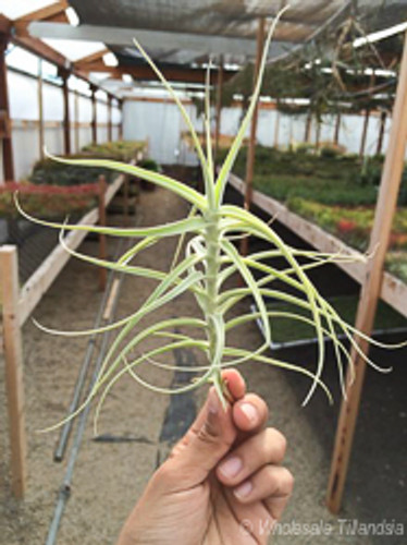 Tillandsia paleacea hybrid