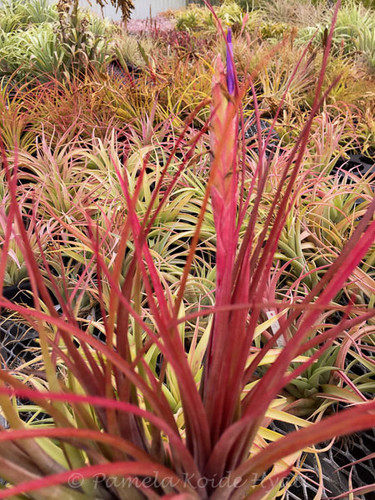 Tillandsia Petite Rouge - (T. circinatoides X tricolor)