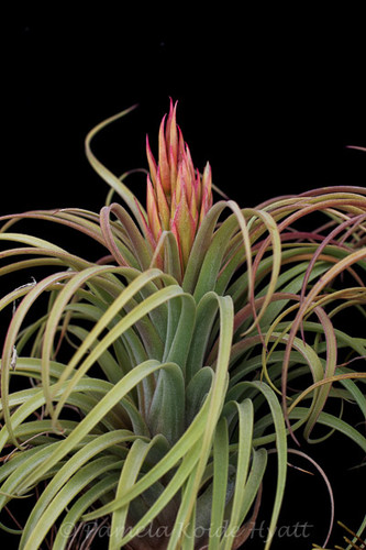 Tillandsia Pink Delight - (T. achyrostachys X carlsoniae)