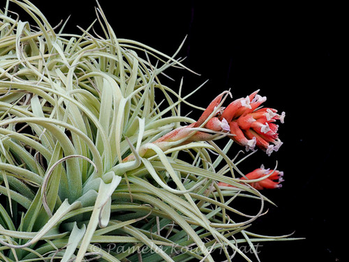 Tillandsia recurvifolia v. subsecundifolia X gardneri