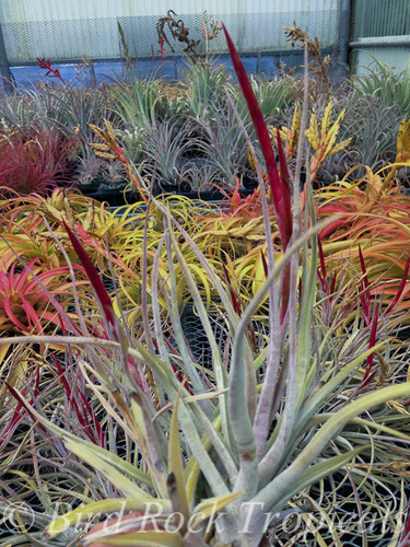 Tillandsia glabrior X pueblensis