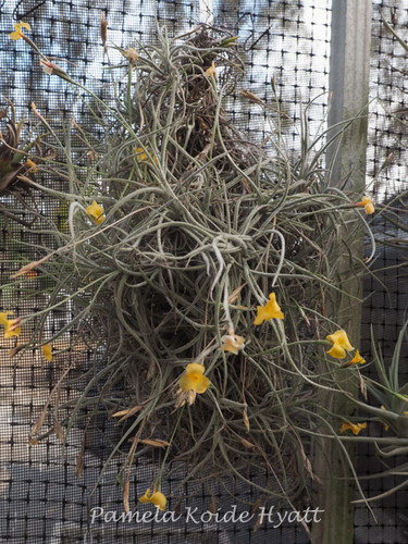 Tillandsia Tawny Yellow - (T. crocata x mallemontii)