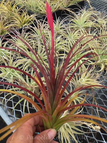 Tillandsia Whisper - (T. dura X tricolor)