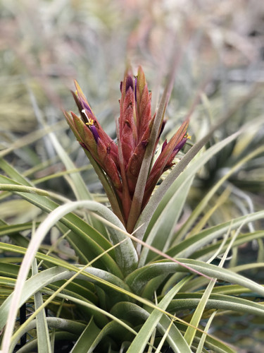Tillandsia Bird Rock Magic - (T. concolor X ehlersiana)