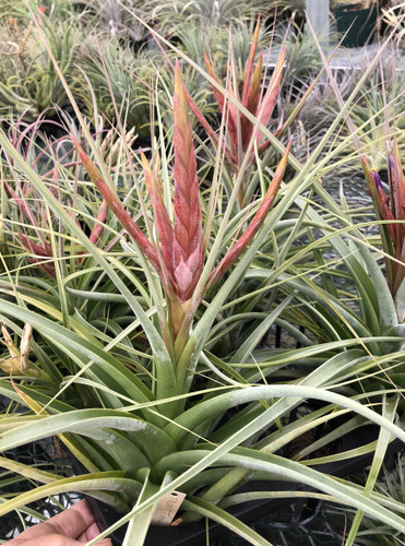 Tillandsia Bird Rock Magic - (T. concolor X ehlersiana)