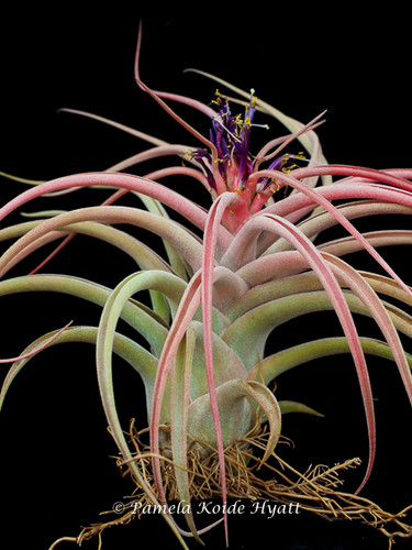 Tillandsia brachycaulos x caput-medusae, Mexico