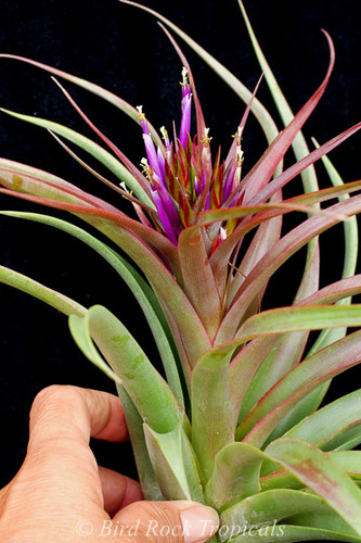 Tillandsia brachycaulos x concolor
