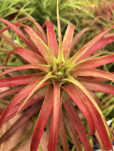 Tillandsia brachycaulos x fasciculata