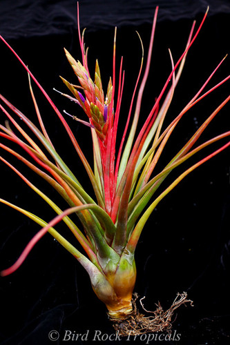 Tillandsia Brazen - (T. bulbosa X rodrigueziana)