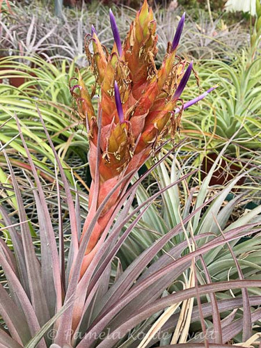Tillandsia fasciculata v. uncispica x (T. capitata 'Peach' x fasciculata)