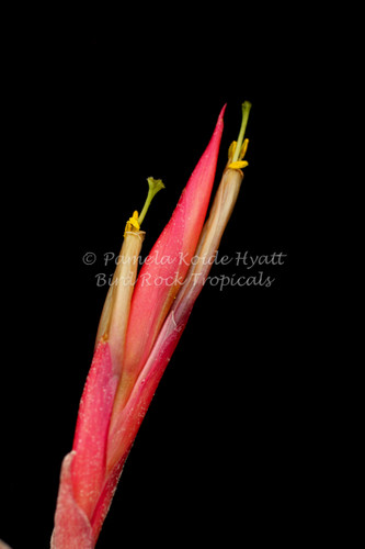 Tillandsia caput-medusae X schiedeana -Mexico