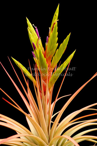 Tillandsia concolor x fasciculata